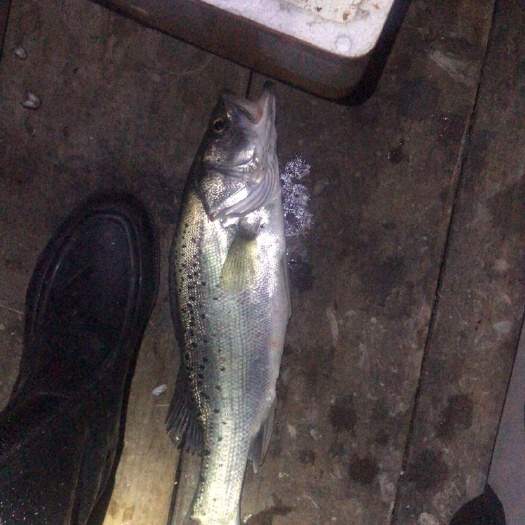 霞浦县 纯海钓鲈鱼