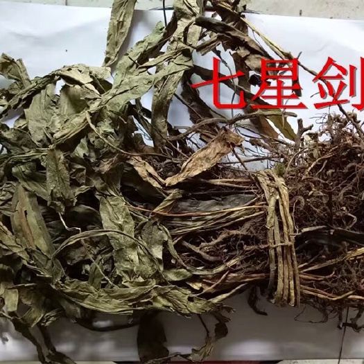 安国市 中药材七星剑 假芥兰七星箭七叶星 星色草 酒瓶草痱子草500
