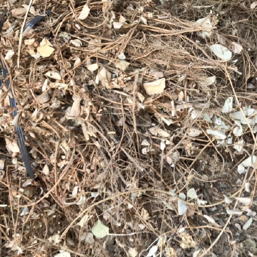 遂溪县 批发金钱草