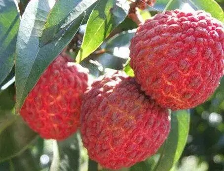 广州 仙进奉荔枝