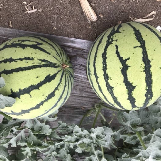 界首市 自家种植的8424、美都西瓜，头茬瓜品质好，价格优惠可送货
