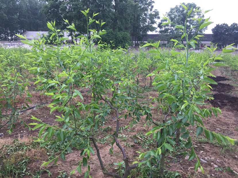  又脆又甜的酥脆枣即将进入花期，金秋十月即可震撼您的味蕾！