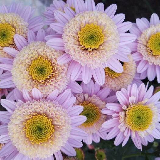 晋州市菊花苗 陶菊，乒乓球菊，金丝菊，婺源黄菊七月菊100多品种