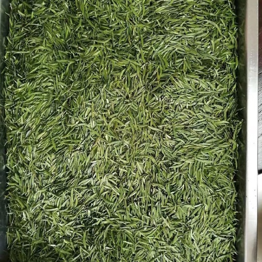 城固县高山绿茶 高山云雾茶