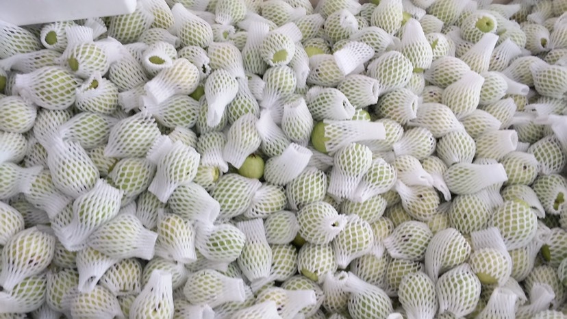 漳州红心芭乐 200-250克