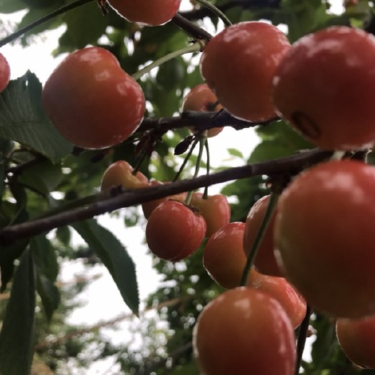 泰安黄蜜樱桃 果农地头直接发货，没有中间商贩，品种多多，价格实惠质量新鲜！
