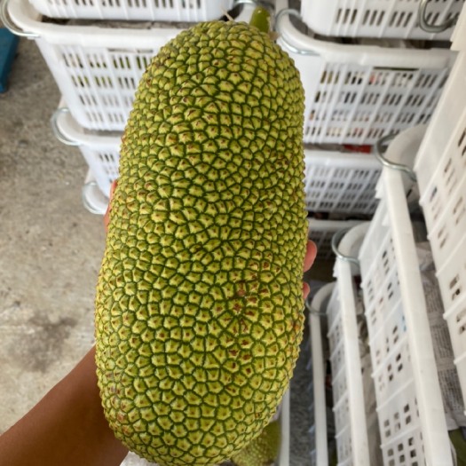 陵水县 海南榴莲蜜基地直发，一件代发