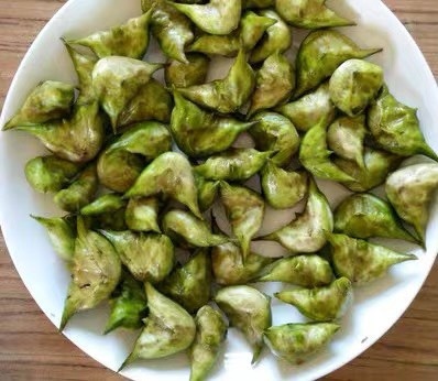泰州菱角