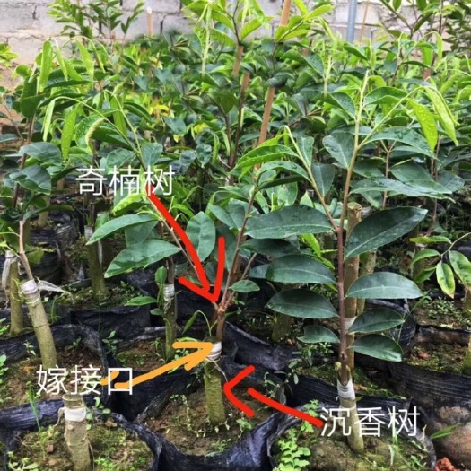 茂名奇楠沉香树 沉香奇楠苗 奇楠树苗 绿奇 紫奇