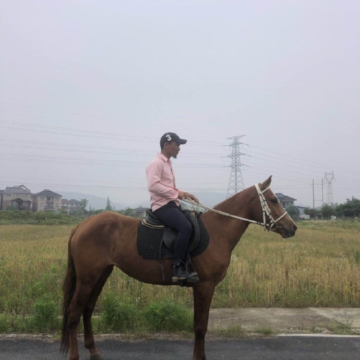 杭州 马