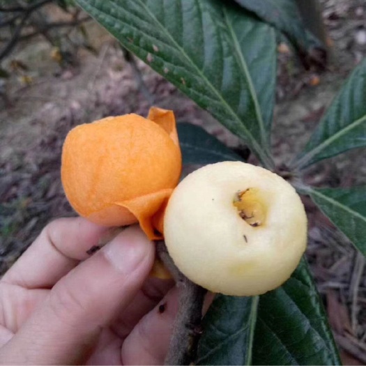 杭州塘栖枇杷 统货