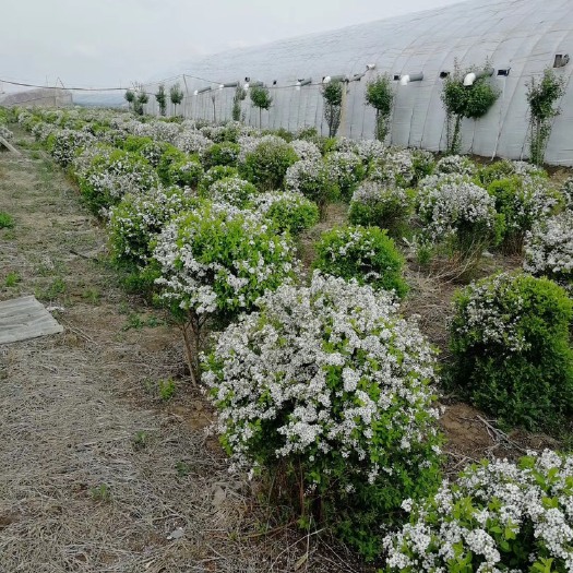 开原市珍珠绣线菊 雪柳 喷雪花 干枝雪柳 大量供应