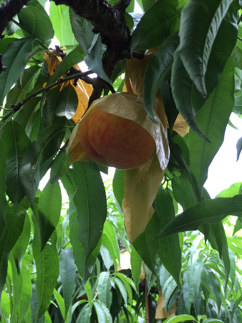無錫正宗陽山水蜜桃新鮮桃子6-7兩6個裝禮盒裝當季水果現摘現