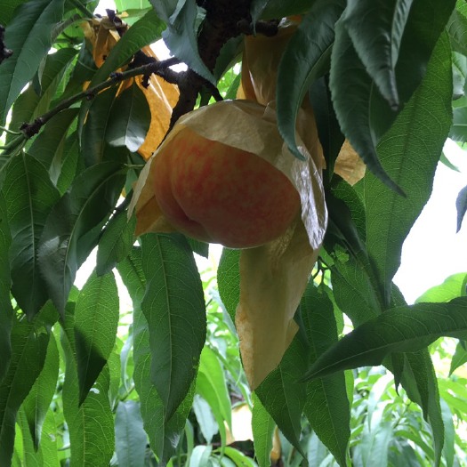 阳山水蜜桃新鲜桃子6-7两6个装礼盒装当季水果现摘现