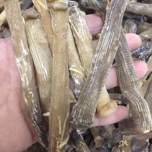 江门 干沙虫（大）