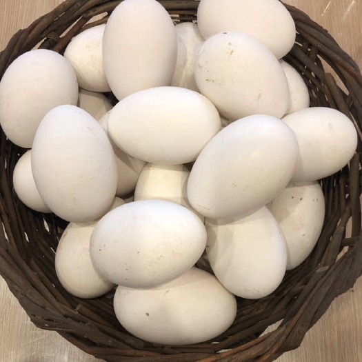 锦州种鹅蛋 批发东北小白鹅种蛋，鲜蛋