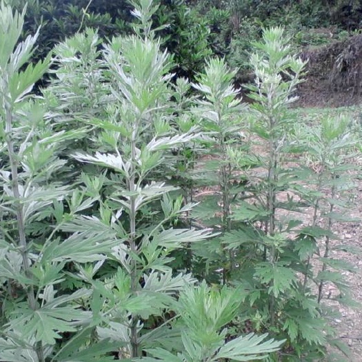 孝感 艾草