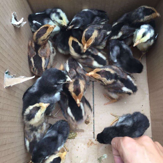 南宁 正宗越南斗鸡苗