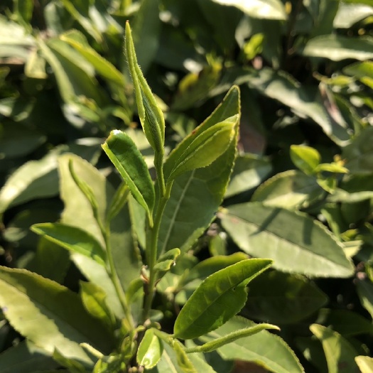 青川县炒青茶 1-2年