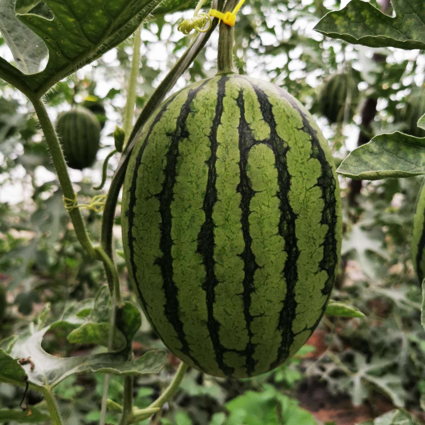 [l600西瓜批发 庞各庄蜜蜂西瓜价格5元/公斤 惠农网