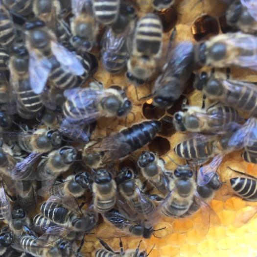马尔康市中华蜜蜂  繁殖力强个最大，采集力强能带大群，个体大一年阿坝
