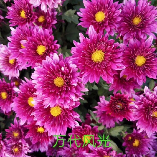 晋州市 菊花苗 夏菊苗