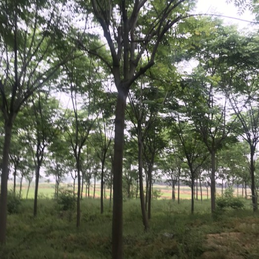 庐江县黄山栾树 现场图片