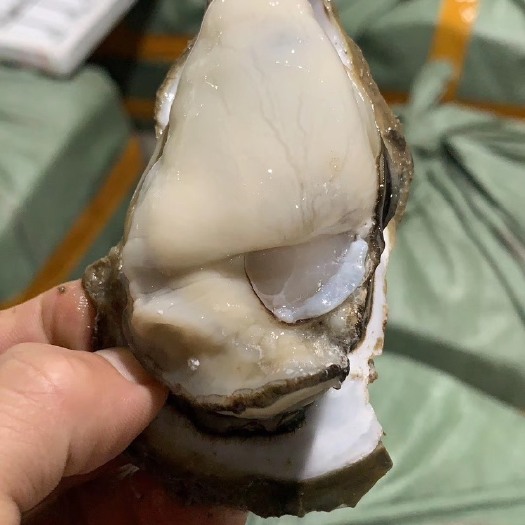 阳西县阳江生蚝 海水 1-2两/只 2-3两/只 3-4两/只 4-5两/只 5-6两/只 鲜活水产