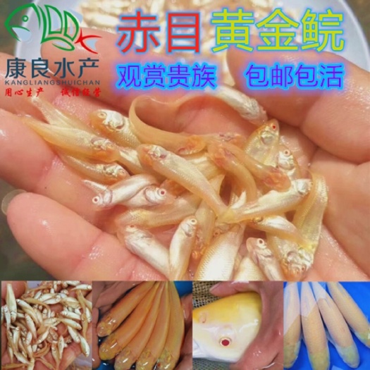 台山市 赤目金丝鲩 红黑黄金鲩 赤目黄金鲩 金丝鲩鱼苗