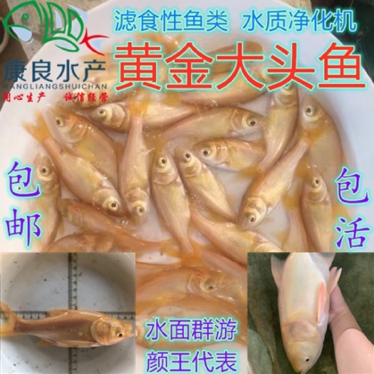 台山市 黄金大头鱼苗 黄金花鲢鱼苗 金大头 红大头