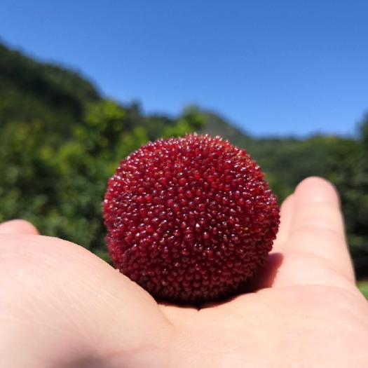 仙居县 浙江仙居东魁高山杨梅，个大味甜，支持一件发货