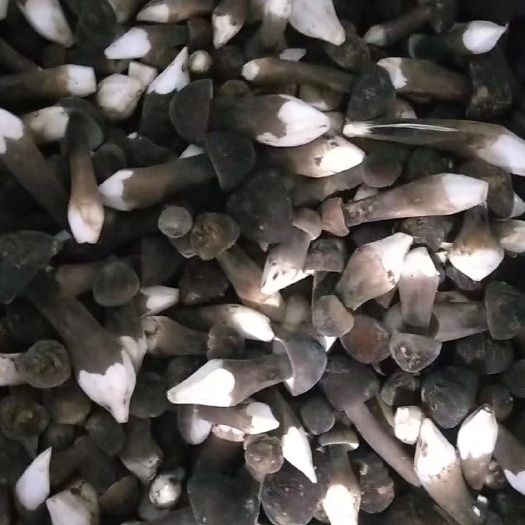 贵阳鸡枞菌 【黑皮鸡枞】鲜品
通货继续出单，价格美丽