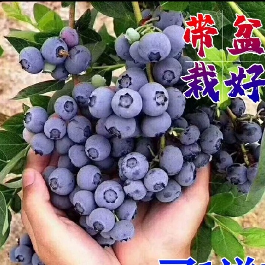 灵山县 蓝莓树果苗盆栽地栽带花带果特大南方北方种植阳台当年结果蓝莓苗