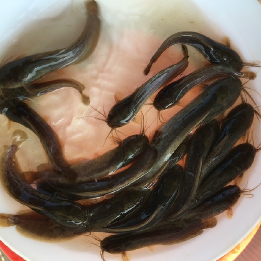 博罗县三黄塘虱鱼苗 优质土塘鲺鱼苗 三黄快大种 池养致富好帮手