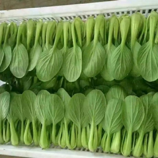 曹县小青菜 8 ~10cm