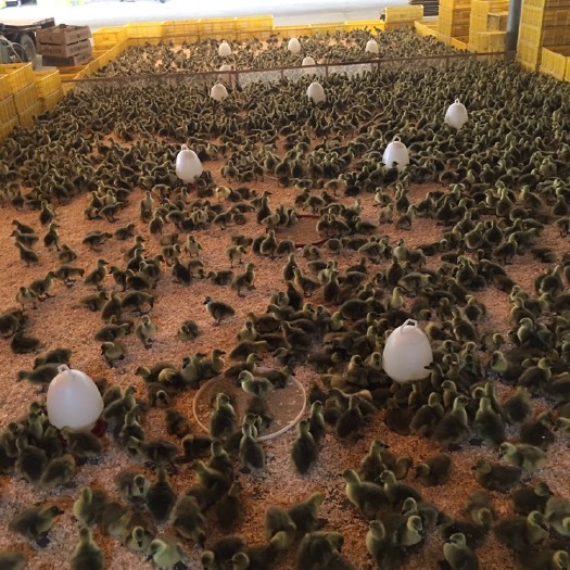 南宁朗德鹅鹅苗