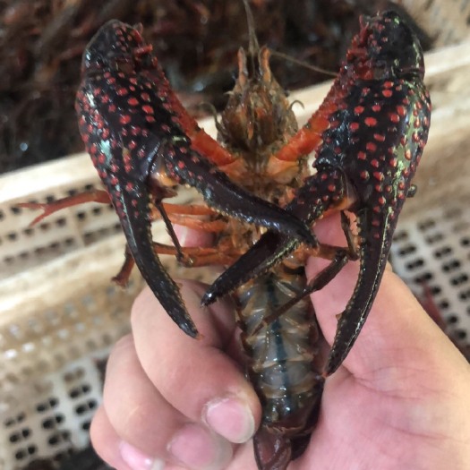 南县 洞庭湖优质小龙虾