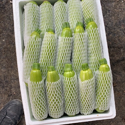 淄博绿皮西葫芦大量上市专业合作社代办产地直供
