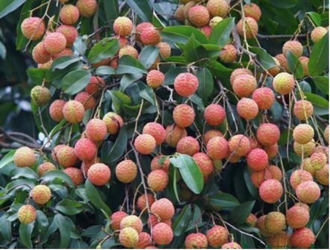 博白县妃子笑荔枝 2cm