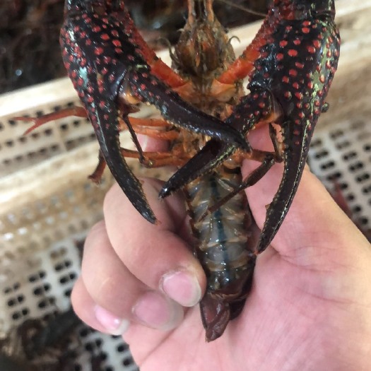 南县 洞庭湖优质小龙虾