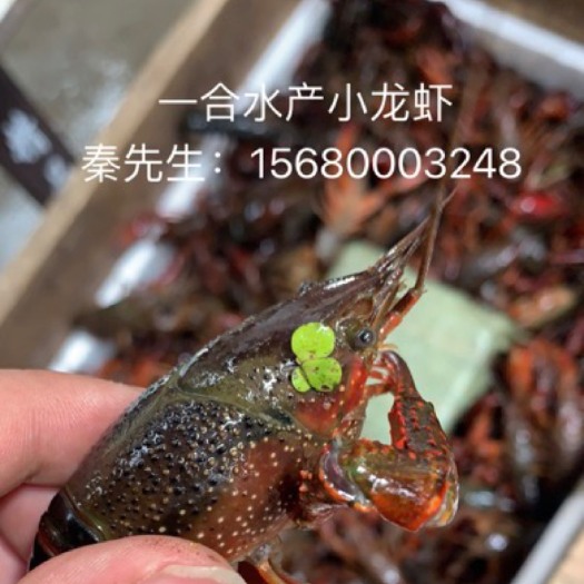 潜江市 一合水产潜江洪湖监利小龙虾 硬规格清水虾 自家虾田 多地发