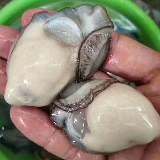 饶平县 牡蛎生蚝肉，广东省内，3斤包邮