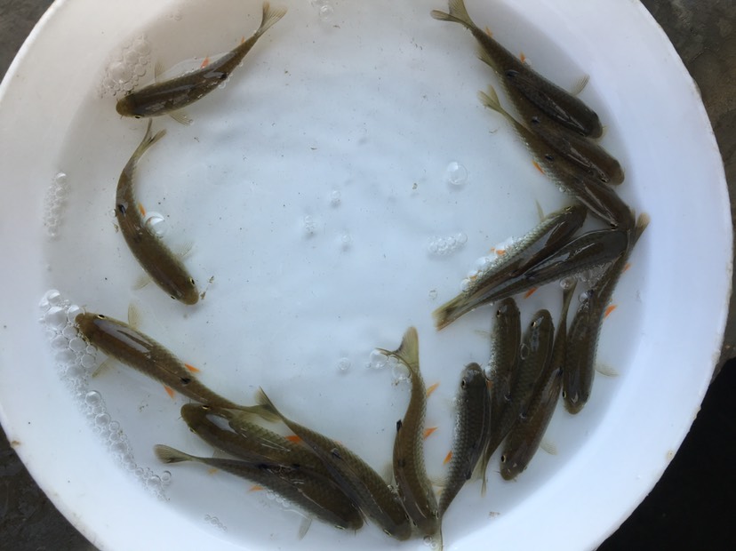 博罗县光倒刺鲃鱼苗 优质石鲣鱼苗 青竹鲩苗 军鱼苗 基地直销 技术