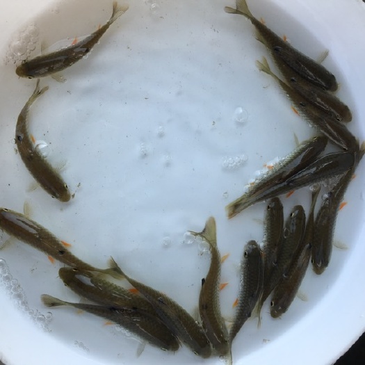 博罗县光倒刺鲃鱼苗 优质石鲣鱼苗 青竹鲩苗 军鱼苗 基地直销 技术