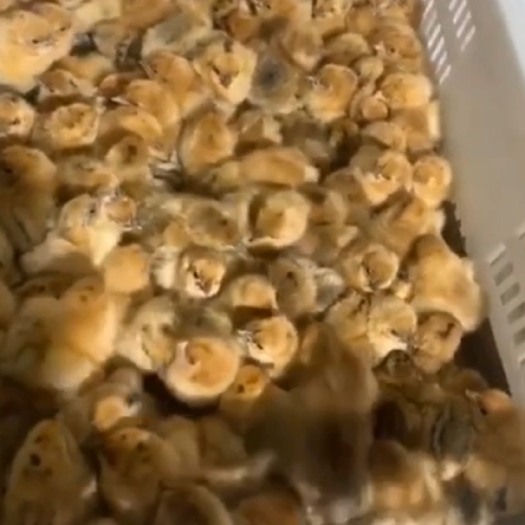 泸县乌冠乌皮土鸡苗