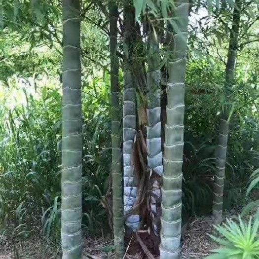 镇远县元竹