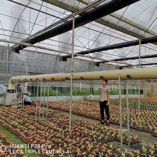沭阳县连体温室大棚 定制各种规格温棚厂家直销