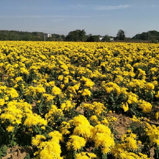  2万亩种植基地，大量供应杭白菊