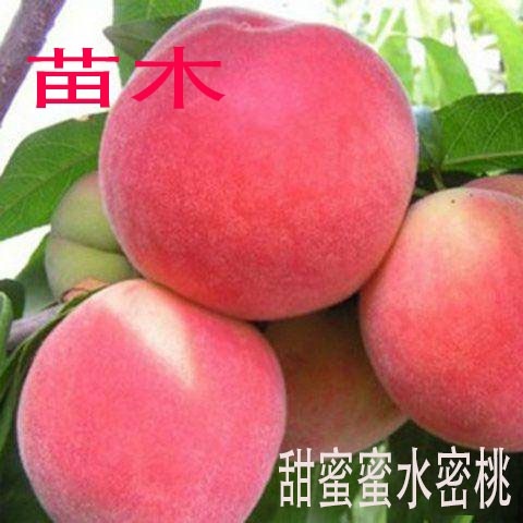 灵山县 水蜜桃 桃树苗纯正0.5-1米 包邮