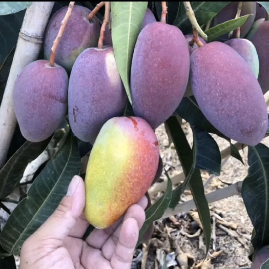 灵山县 贵妃芒果苗 红贵妃芒果果肉迷人 清甜而不酸 包邮